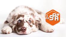 La SPA, agir pour les animaux à Marseille, dans les Bouches-du-Rhône SPA